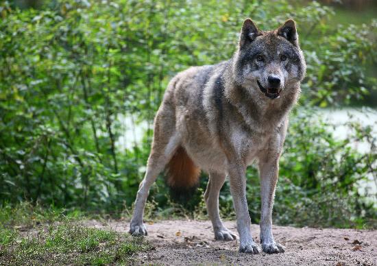 Wolf im Wildpark Schorfheide à Patrick Pleul