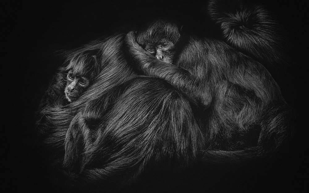 SPIDER MONKEYS à PAUL GOMEZ