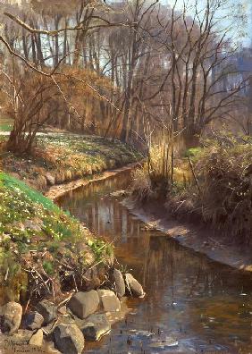 Spring at the Forest Stream