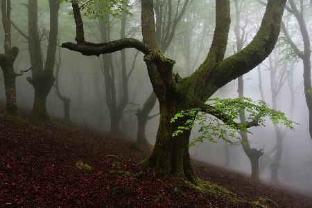 Walking trough the foret.