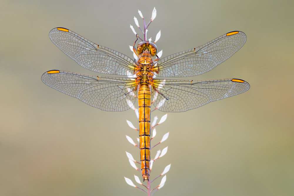 Dragonfly à Petar Sabol