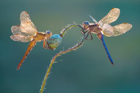 Perfect dragonflies
