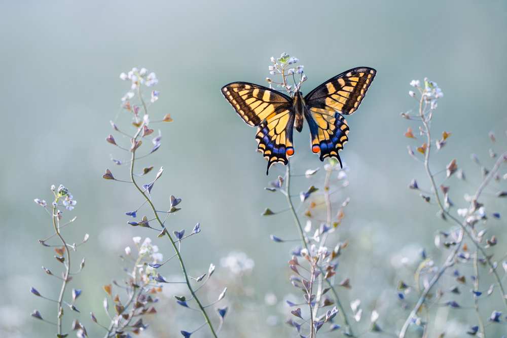 Swallowtail beauty à Petar Sabol