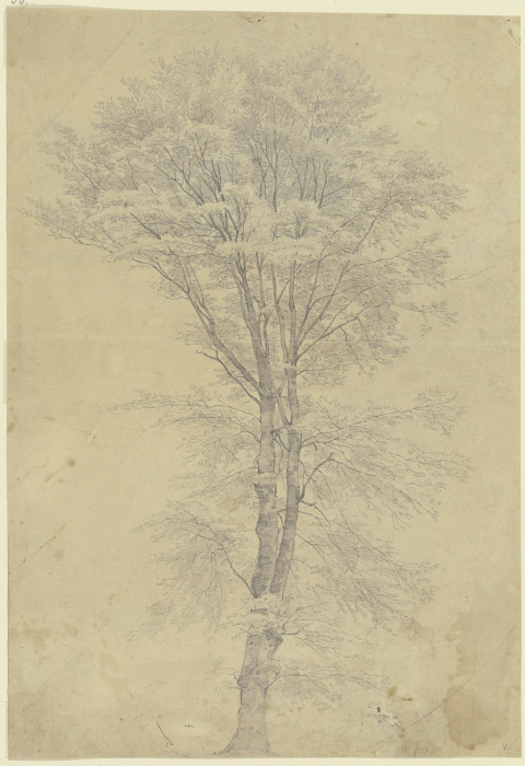 Tree à Peter Becker