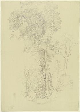 Group of trees