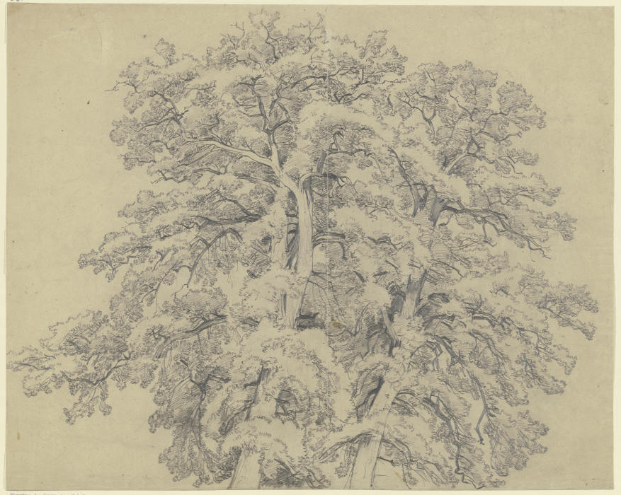 Oak tree top à Peter Becker
