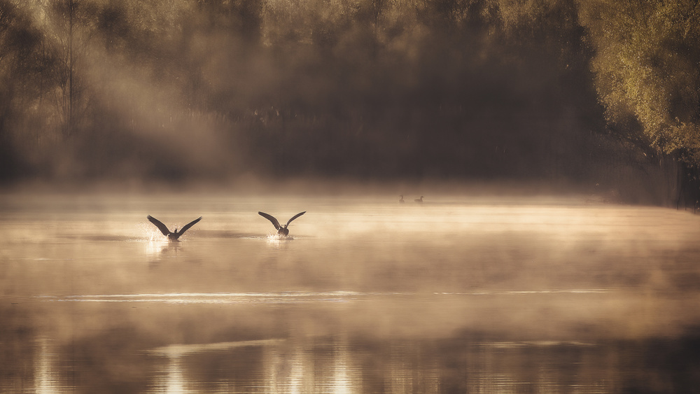 The Early Morning Ducks à Peter Dewever