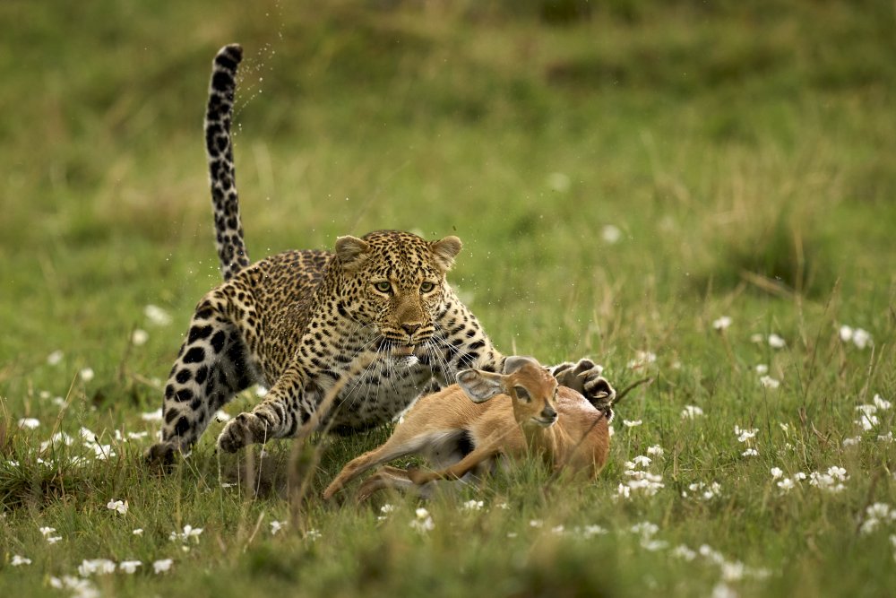Leopard Surprise à Peter Hudson