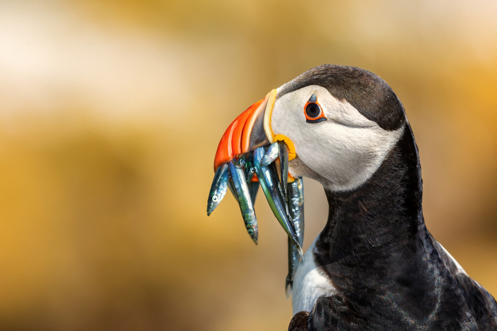 Saltee Islands - Atlantic Puffin à Peter Krocka