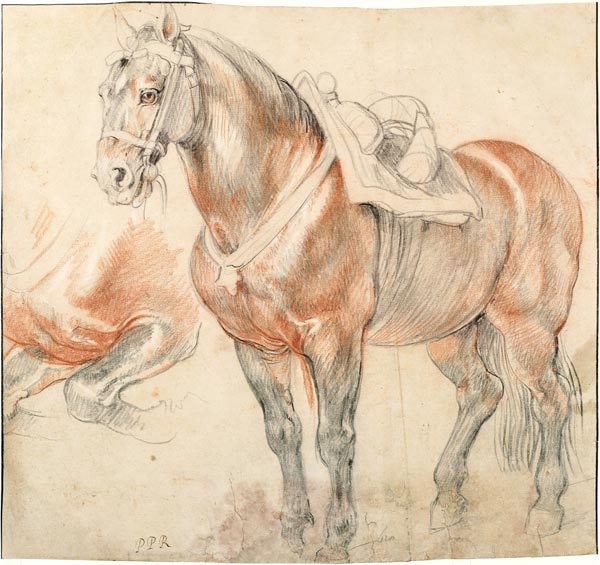 Saddled Horse à Peter Paul Rubens