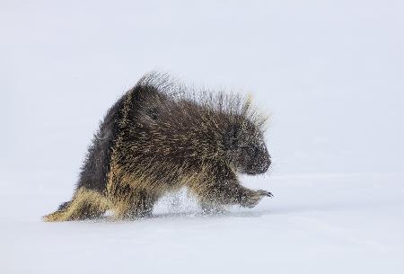 Porcupine in a winter Storm