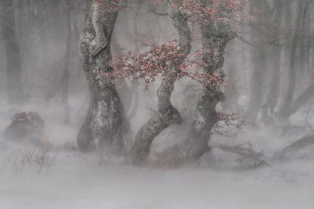 Trees in  the blizzard