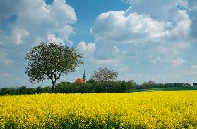 Kirche, blühendes Rapsfeld