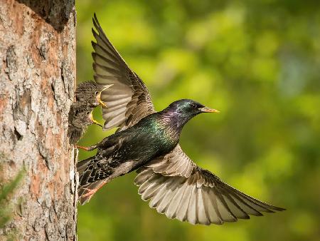 The Common Starling, Sturnus vulgaris