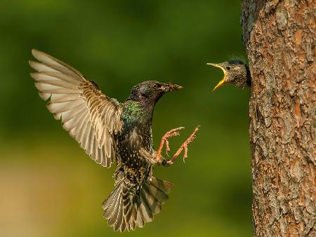 The Common Starling, Sturnus vulgaris