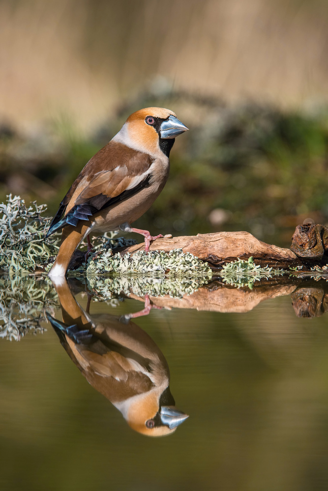 The Hawfinch, Coccothraustes coccothraustes à Petr Simon