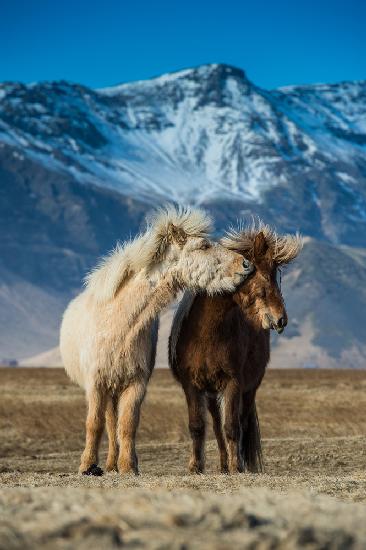 The beautiful horses during courtships