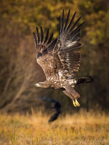 White-tailed Eagles, Haliaeetus albicilla