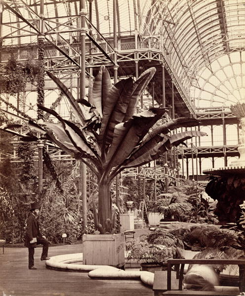 Tropical Plants in the Egyptian Room, Crystal Palace, Sydenham, 1854 (b/w photo)  à Philip Henry Delamotte