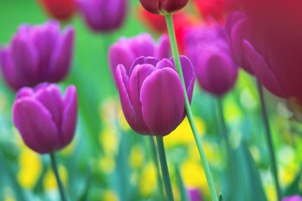 prächtige Tulpenfarben à Philipp Schneider
