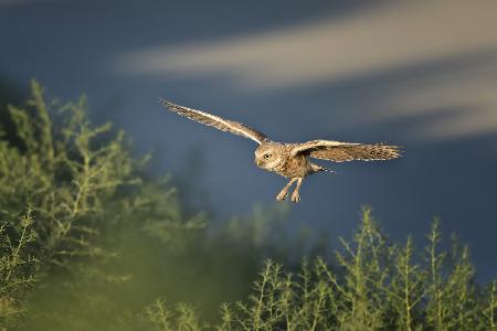 Burrowing owl