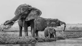 The family of elephants