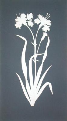 Carnation (collage on paper) à Phillip Otto Runge