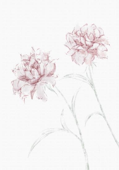 Peony 03