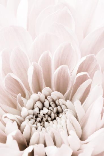 Chrysanthemum No 06