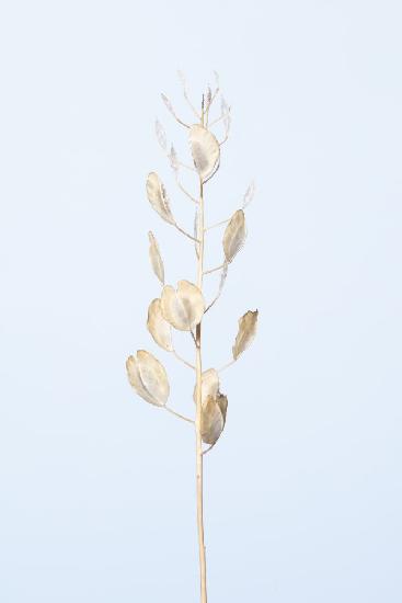 Solitary dried plant_light blue