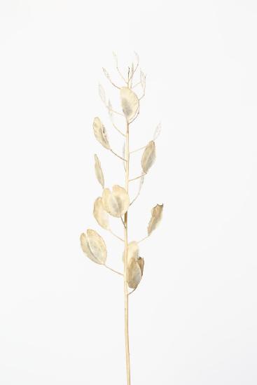 Solitary dried plant_light grey