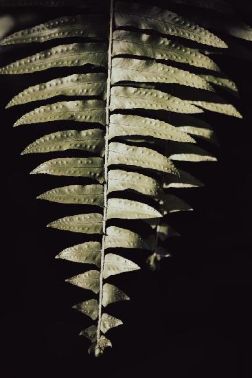 Fern Leaf