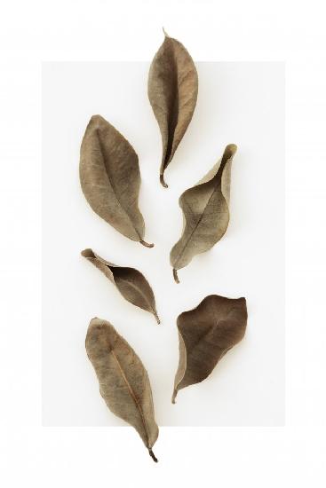 Dried Leaves_1