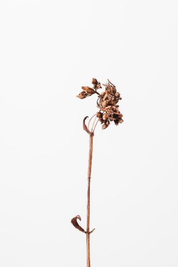 Dried brown plant_2