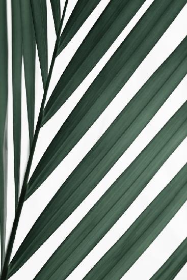 Graphic palm leaf_3