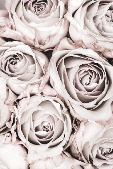 Grey Roses No 01