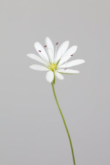 Small white flower_1