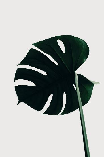 Monstera Natural 04