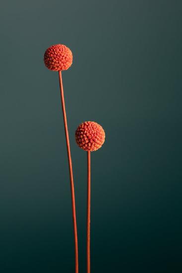 Orange Seed Capsules