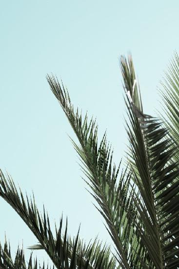 Palm leaves and sky_2
