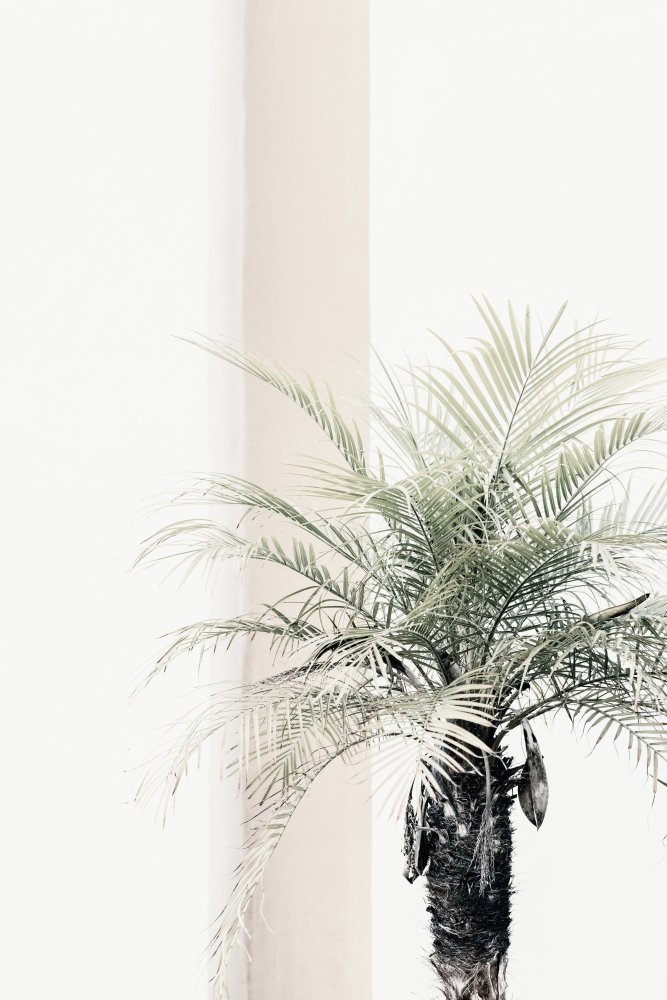 Palm tree à Pictufy Studio III