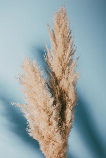 Pampas Grass Blue