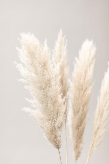 Pampas Grass Grey 02