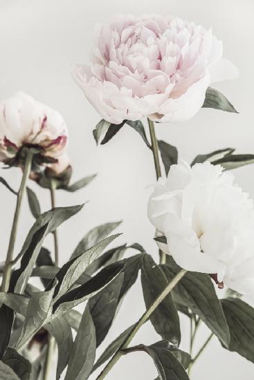 Peony 04