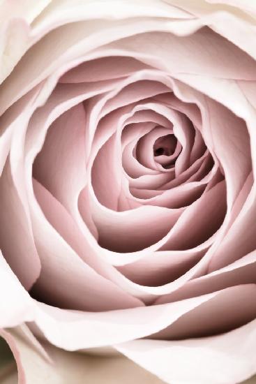 Pink Rose No 03