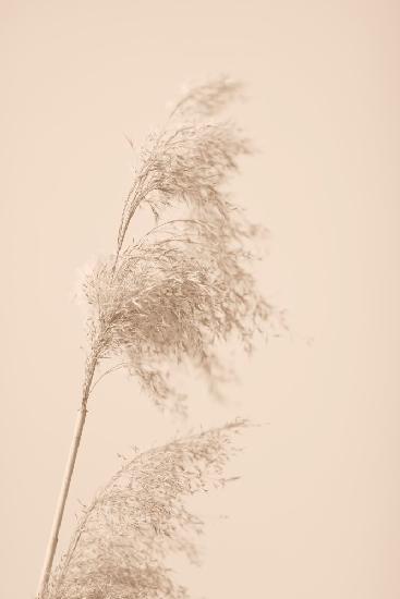 Reed Grass Beige 03