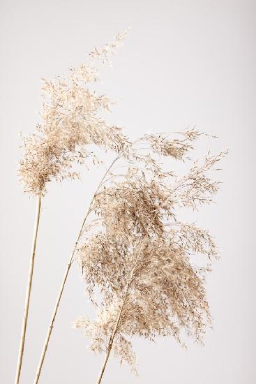 Reed Grass Grey 07