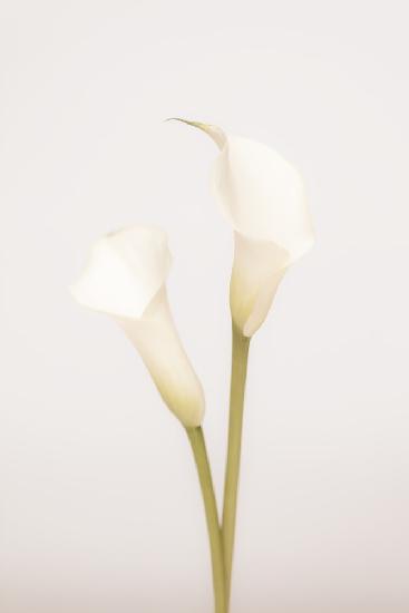 White Calla Lily No 1