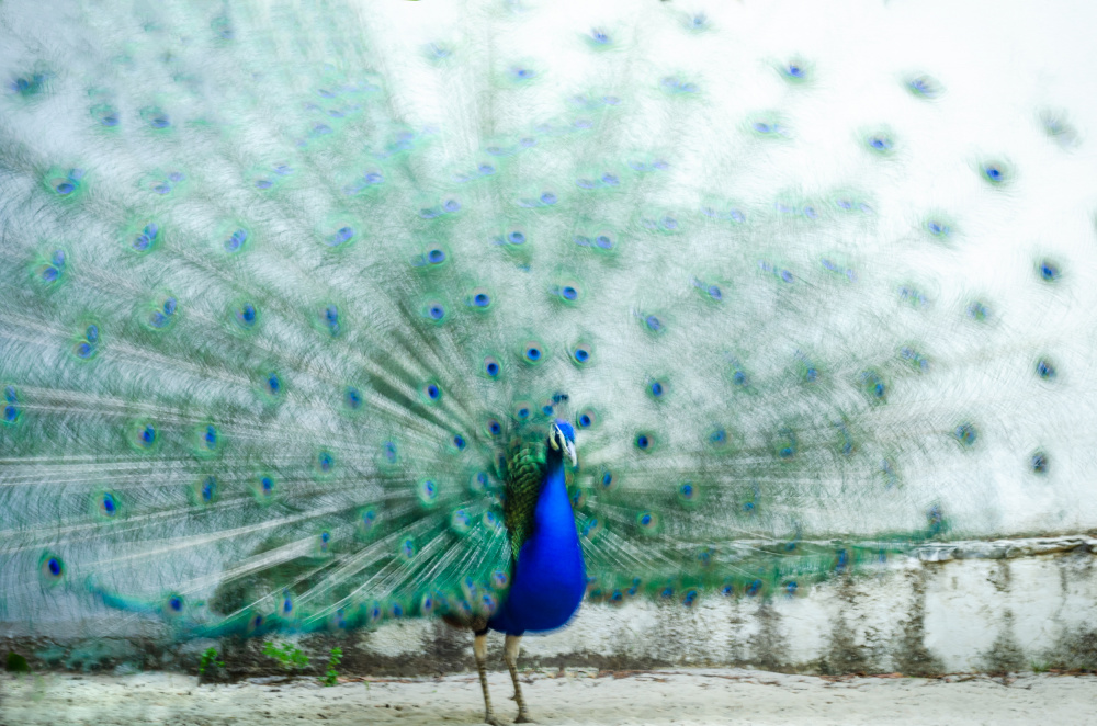 Peacock à Piera Polo