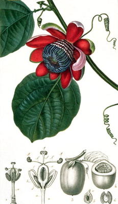 A Passion Flower from Lecons de Flore à Pierre Jean François Turpin